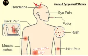 Malaria Symptoms, Causes and Treatment