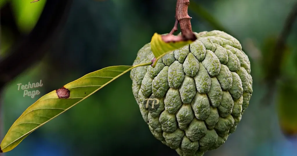 Benefits of custard apple and Side Effects