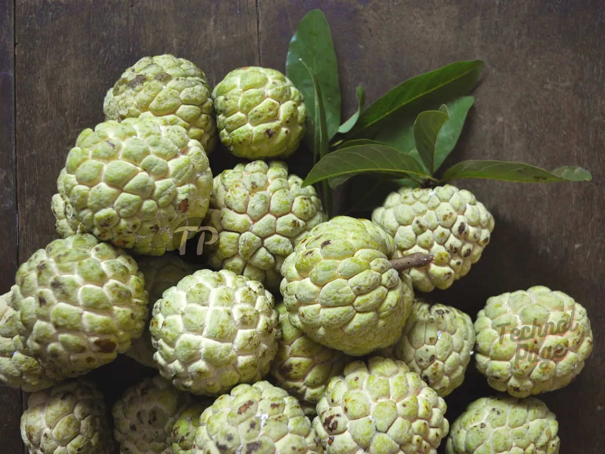 Benefits of custard apple and Side Effects Technol Page