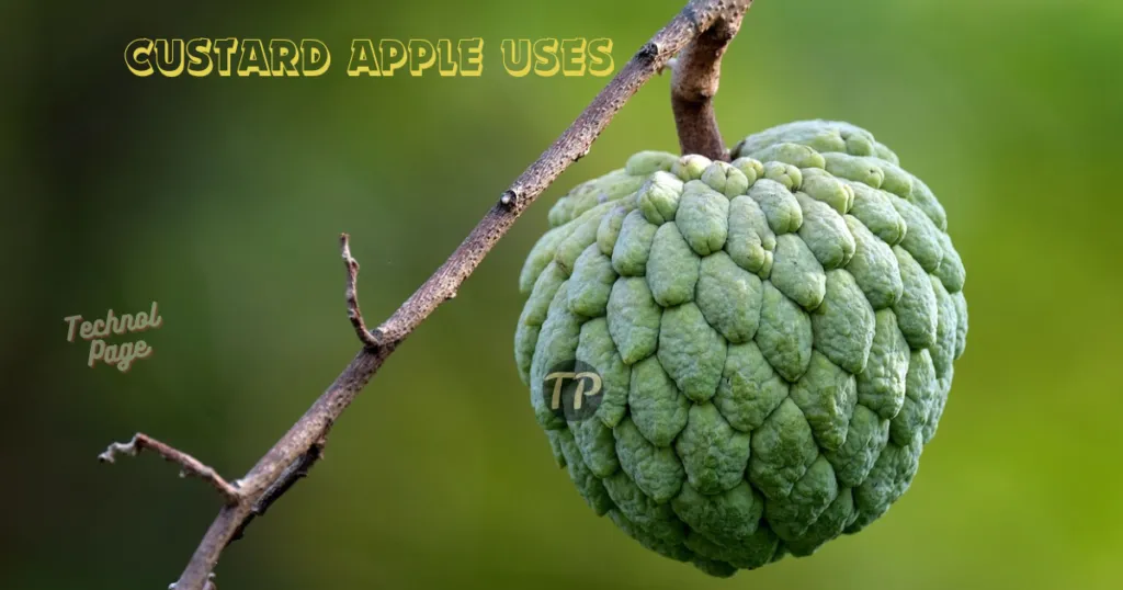 Benefits of custard apple, Side Effects and Uses